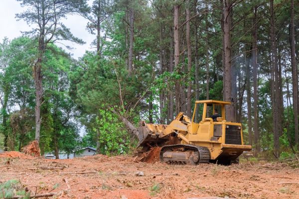Cost of Trees Clearing in Lawrenceville