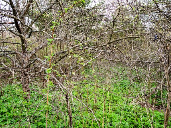 Cost of Underbrush Clearing in Lawrenceville