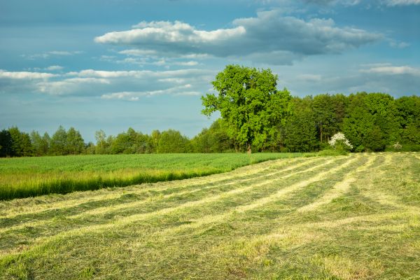 Cost of Vegetation Removal in Lawrenceville