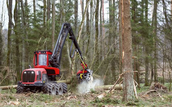 Cost of Forest Clearance Service in Lawrenceville