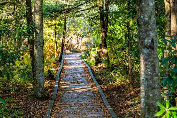 Cost of Trail Clearing in Lawrenceville
